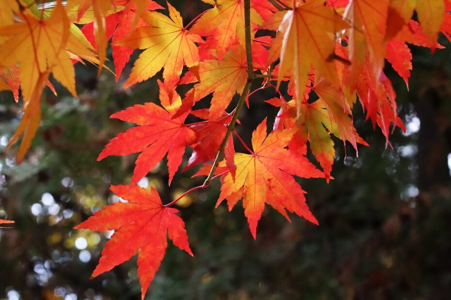 Rote Herbstblätter