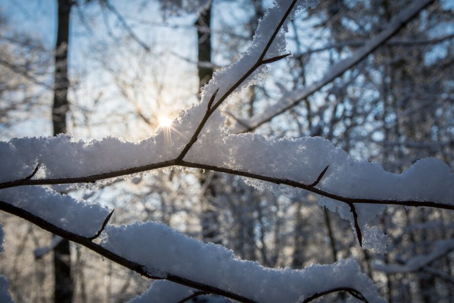 Äste verschneit vor Sonnenlicht